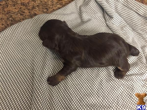 DixieMaeHavanese Picture 3